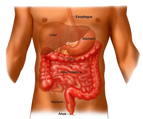 Diagram showing human digestive system anatomy.
