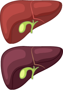 Illustration of a healthy human liver.
