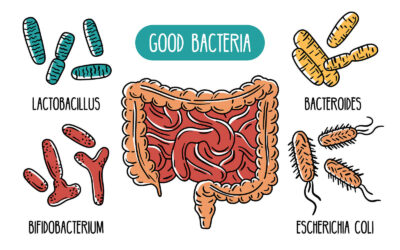 How Gut Bacteria Affects Cancer