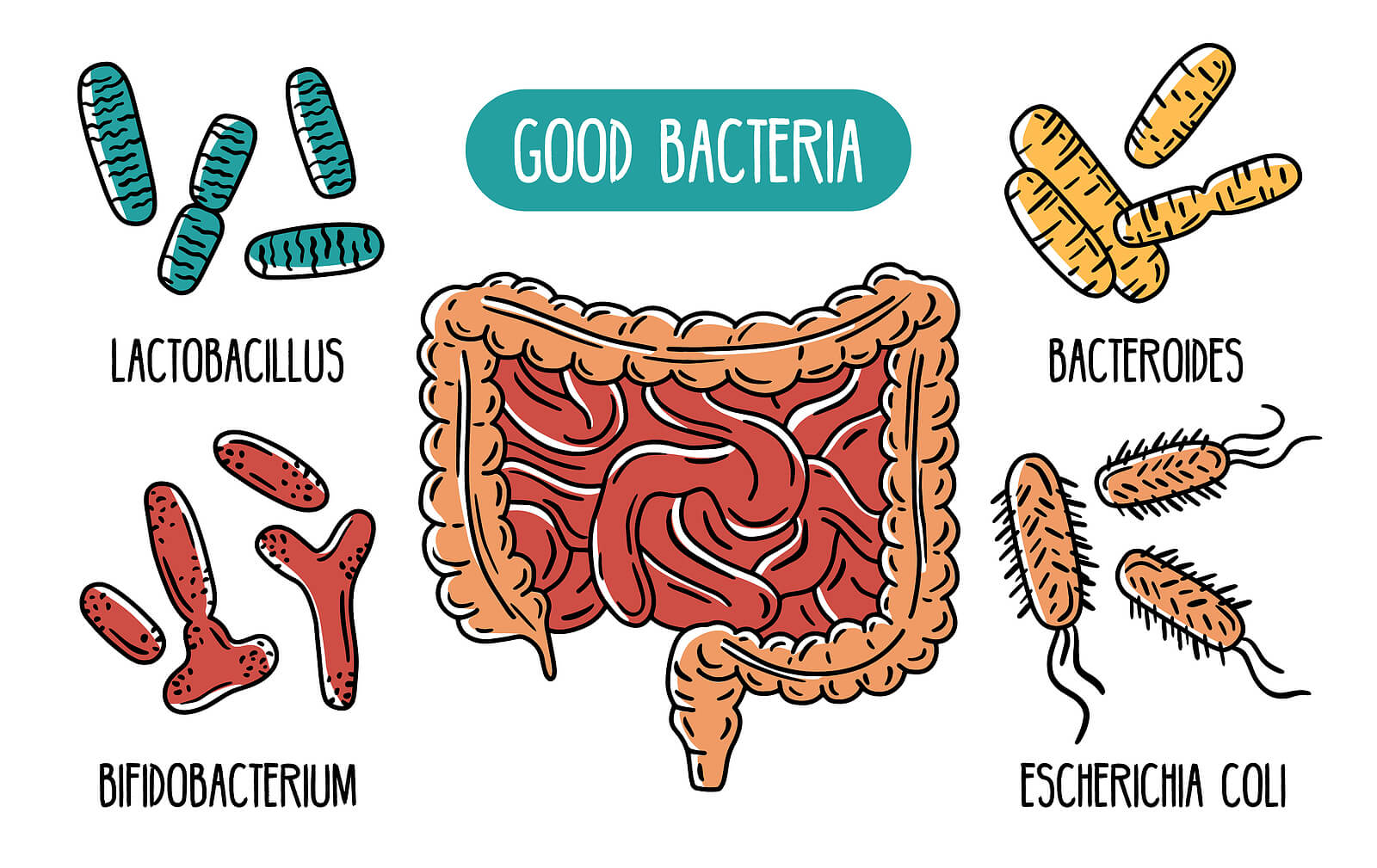 Illustration of good bacteria and human intestines.